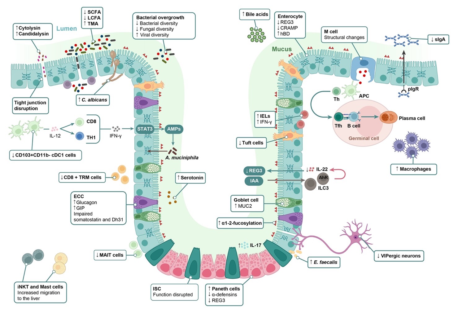 Figure 1. Raya Tonetti F, Llorente C, Hepatology, 2024